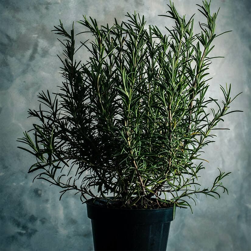 4 choses à savoir sur le romarin