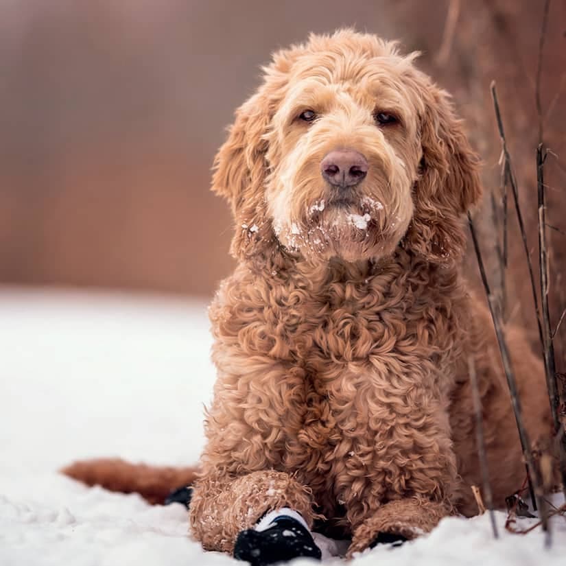 Votre animal est-il prêt pour l'hiver?