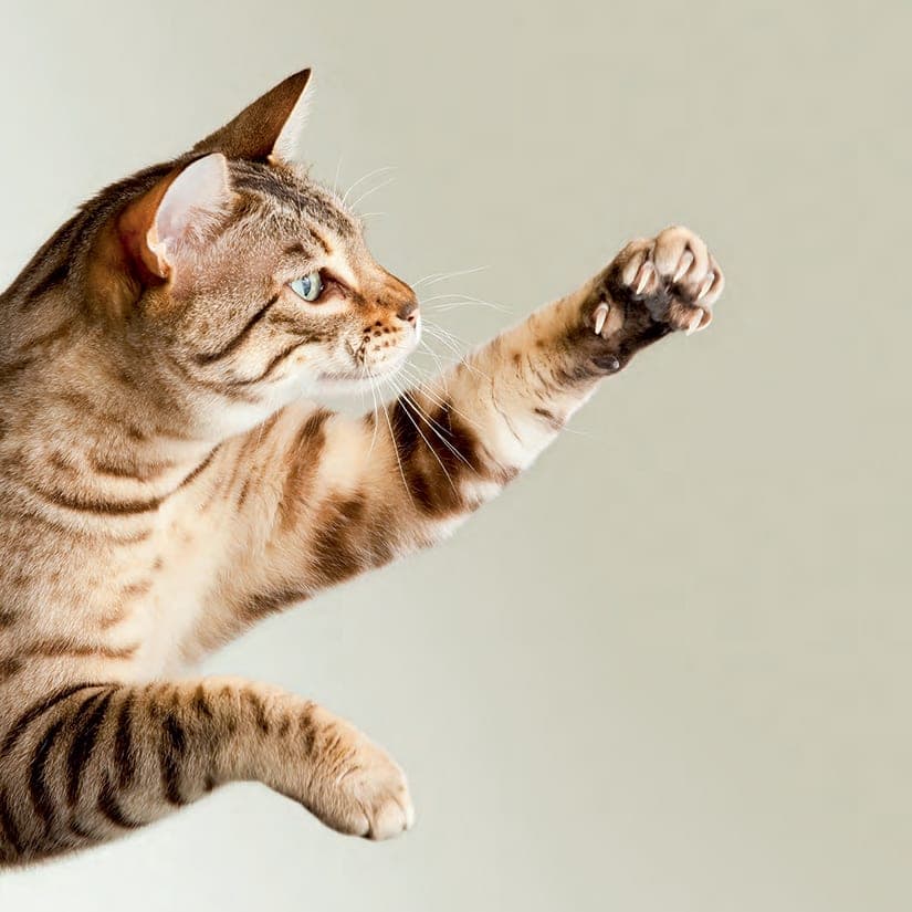 Ce qu'il faut savoir avant de dégriffer un chat