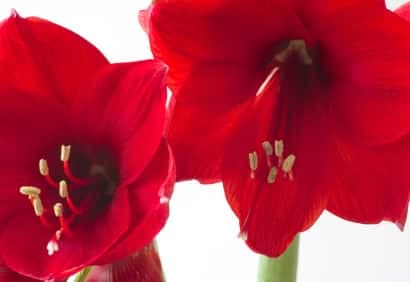 Une amaryllis pour Noël