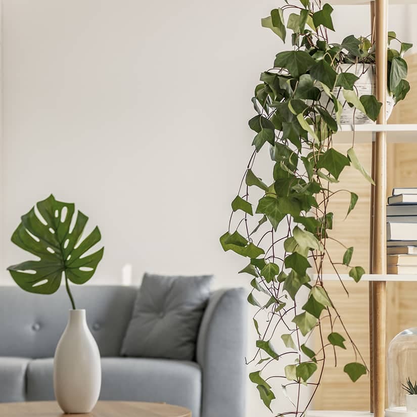 Quelle plante pour quelle pièce?