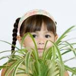 Plantes purifiantes pour la maison