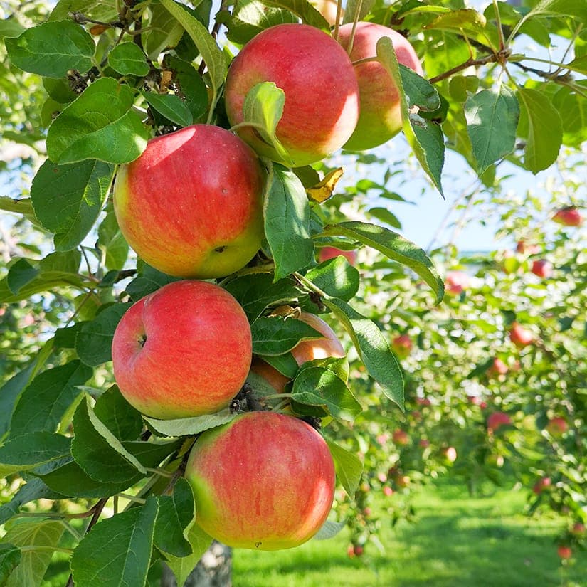 5 vergers où aller cueillir des pommes en août