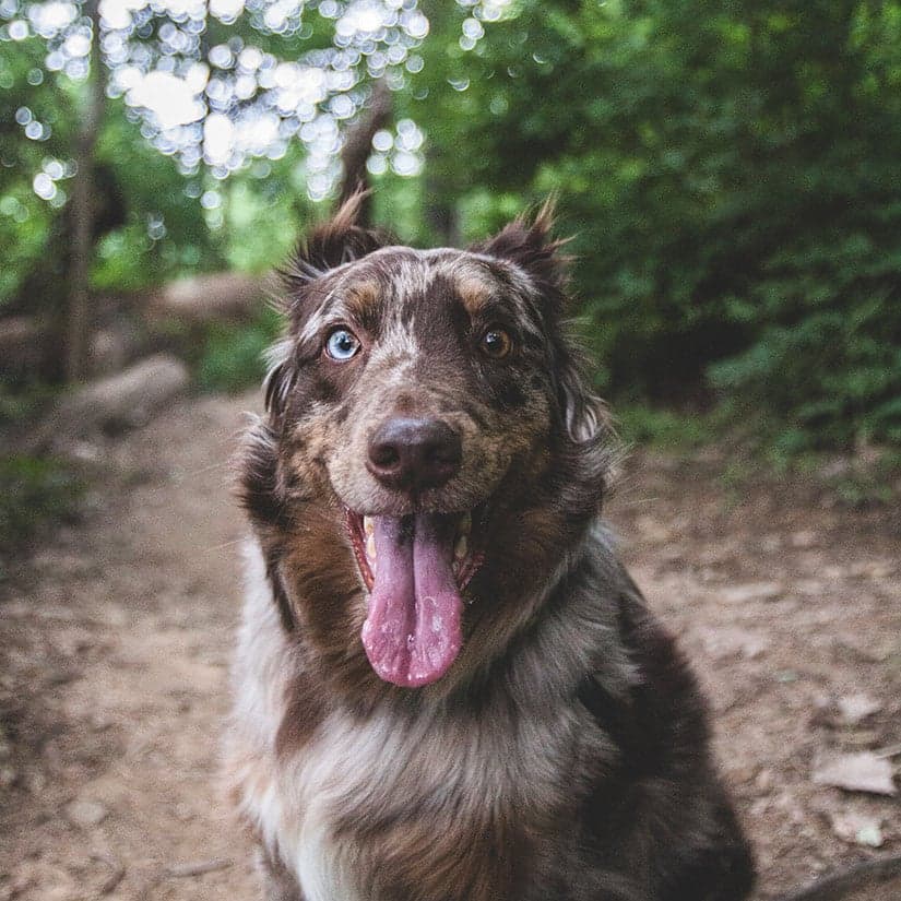 5 spots de rando avec votre toutou