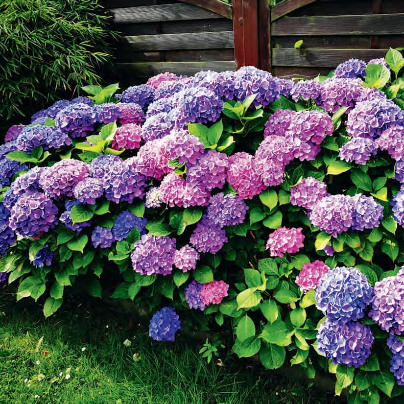 10 mythes sur le jardinage