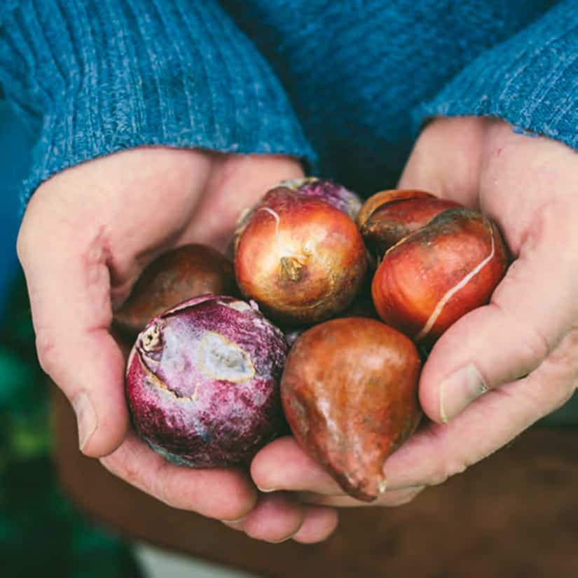 3 choses à savoir pour planter des bulbes