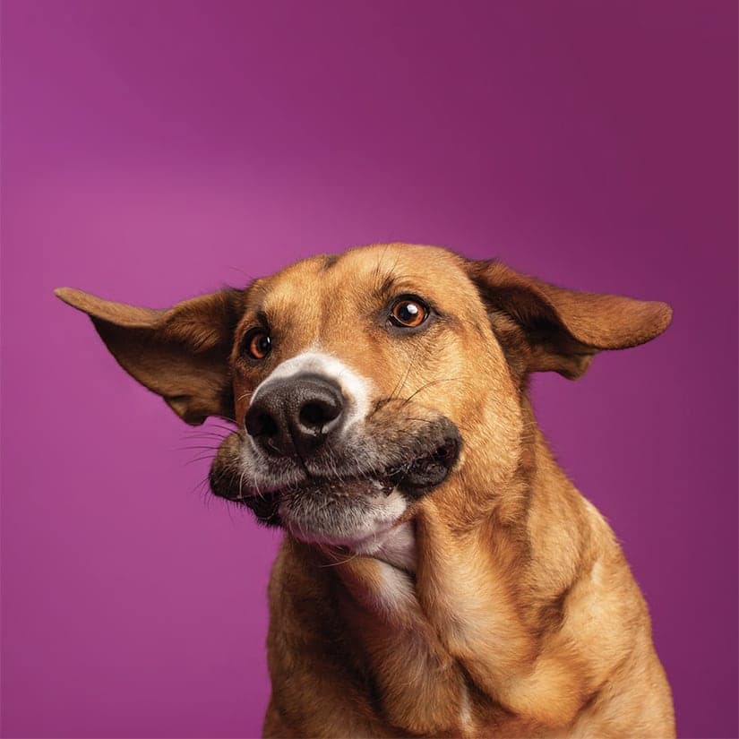 Surveillez la santé des oreilles de votre animal