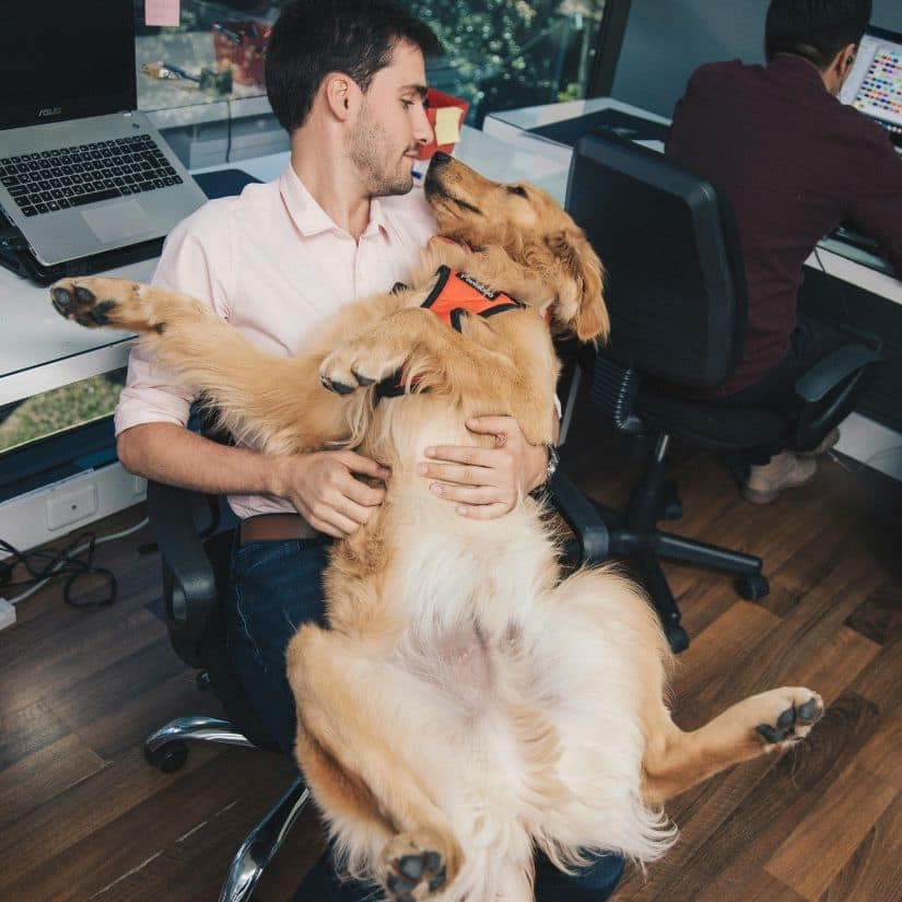 Voici le "golden retriever boyfriend", le petit a