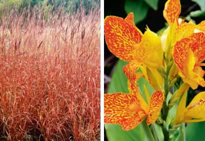 11 plantes pour les cours ensoleillées