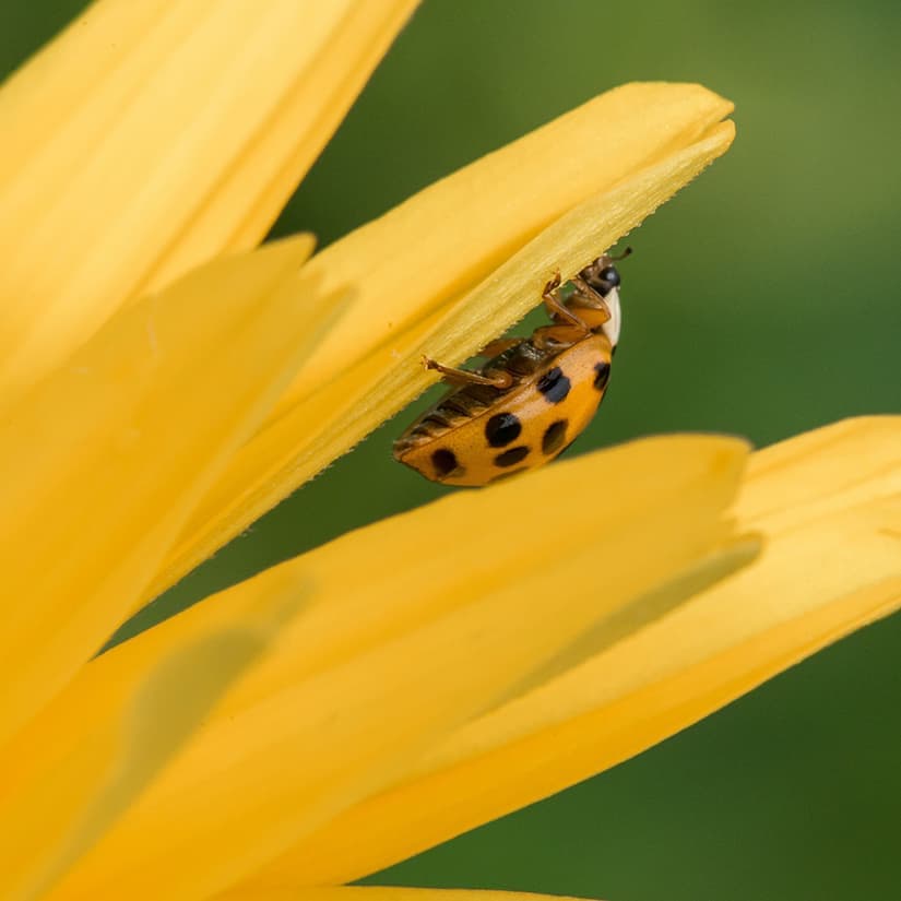 Qu'est-ce qui mange mes plantes?