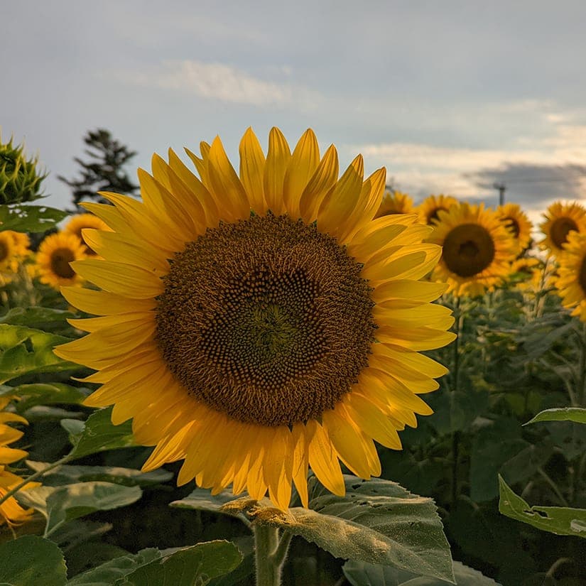 Autocueillette de tournesols dans les Laurentides