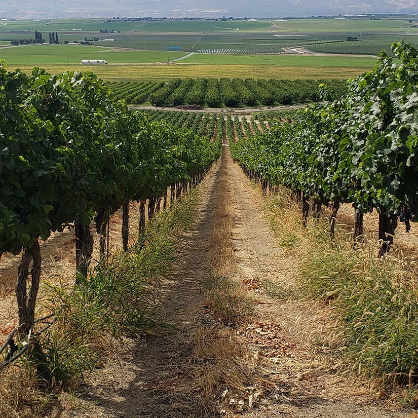 6 vignobles du Québec à visiter cet automne