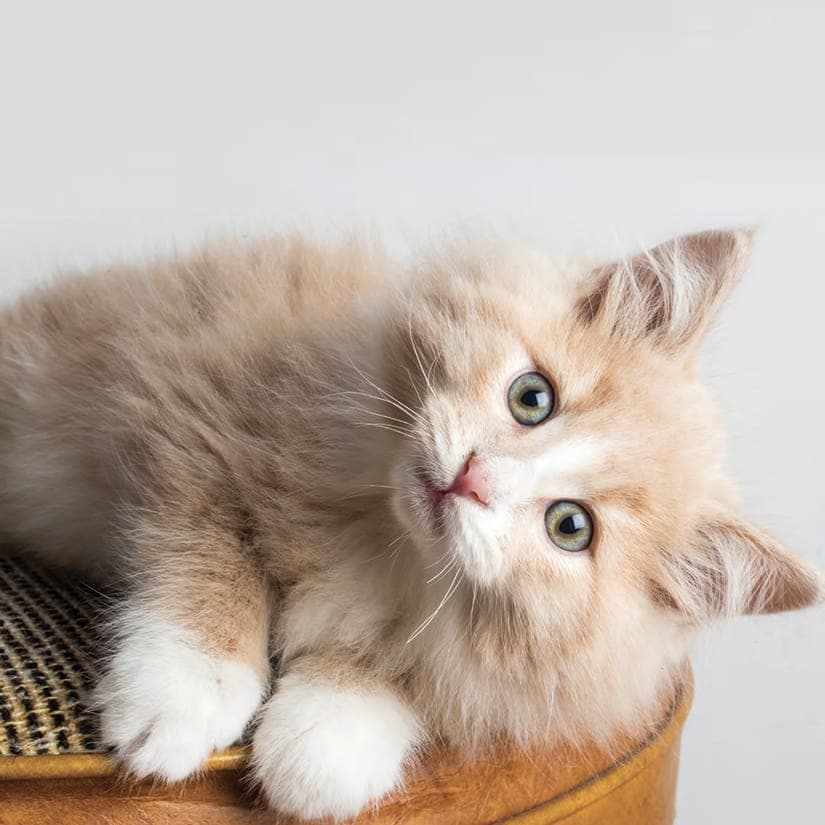 Tout ce qu'il faut savoir sur les boules de poils