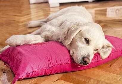 Mon chien est-il malade?