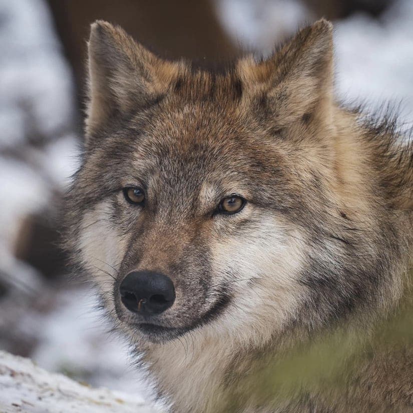 Lupo: dortoir nature avec les loups pour familles