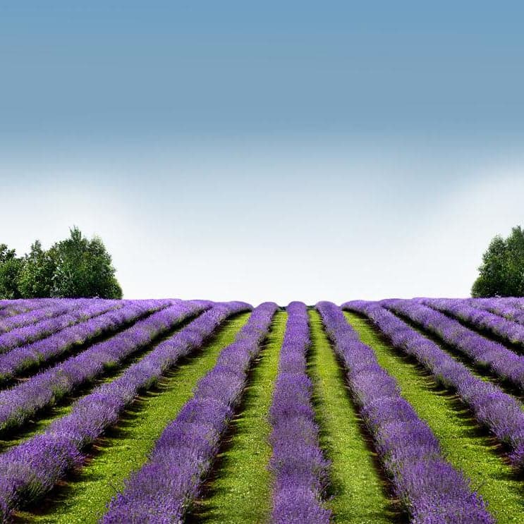 11 occasions de visiter le domaine Bleu Lavande