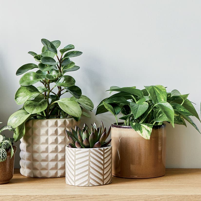 8 miniplantes déco pour petits espaces