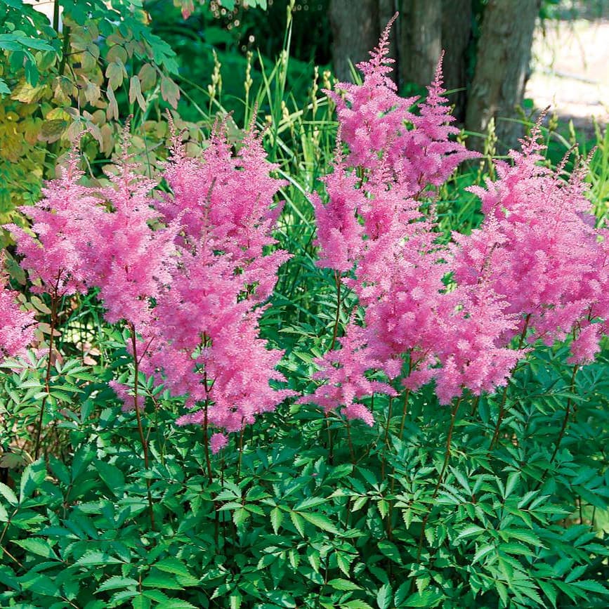 Des vivaces qui fleurissent en juillet