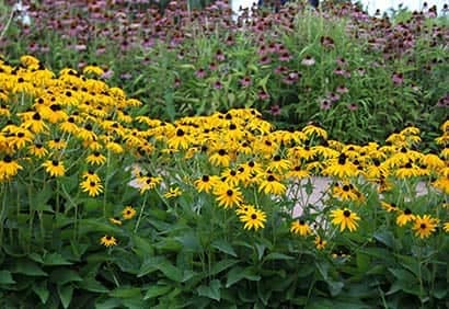 Les plus belles fleurs de l’automne