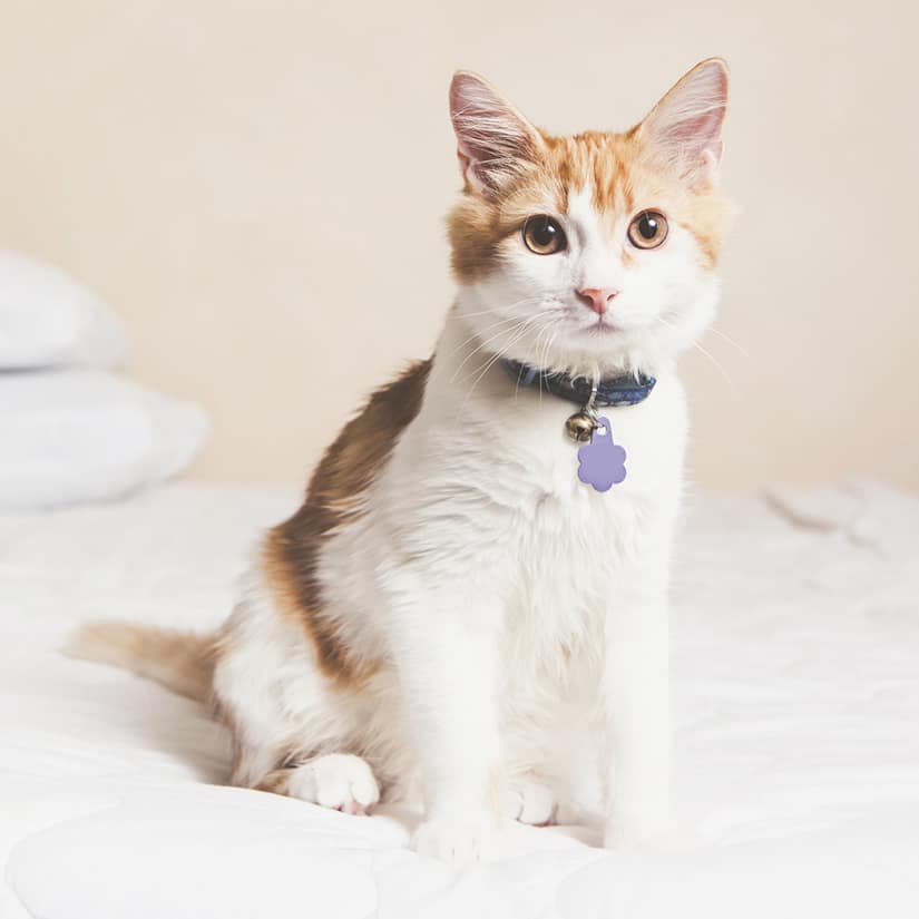 5 astuces pour éliminer l’odeur d’urine de chat