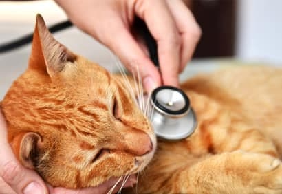 15 produits toxiques pour nos animaux