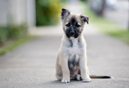 Socialiser son chiot