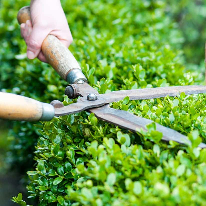 Tailler un arbuste: règles à suivre