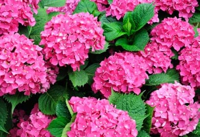 Jardinage: l’Hydrangée ‘Invincibelle Spirit’