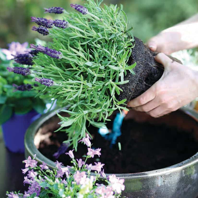 Conseils de pro pour avoir de belles jardinières
