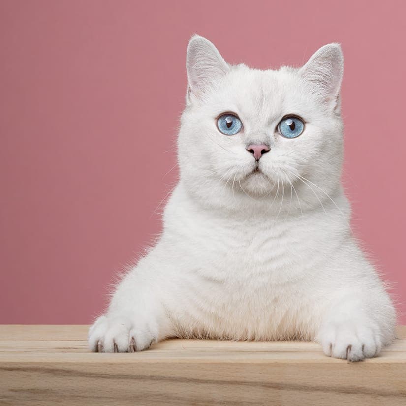 10 besoins essentiels du chat à satisfaire