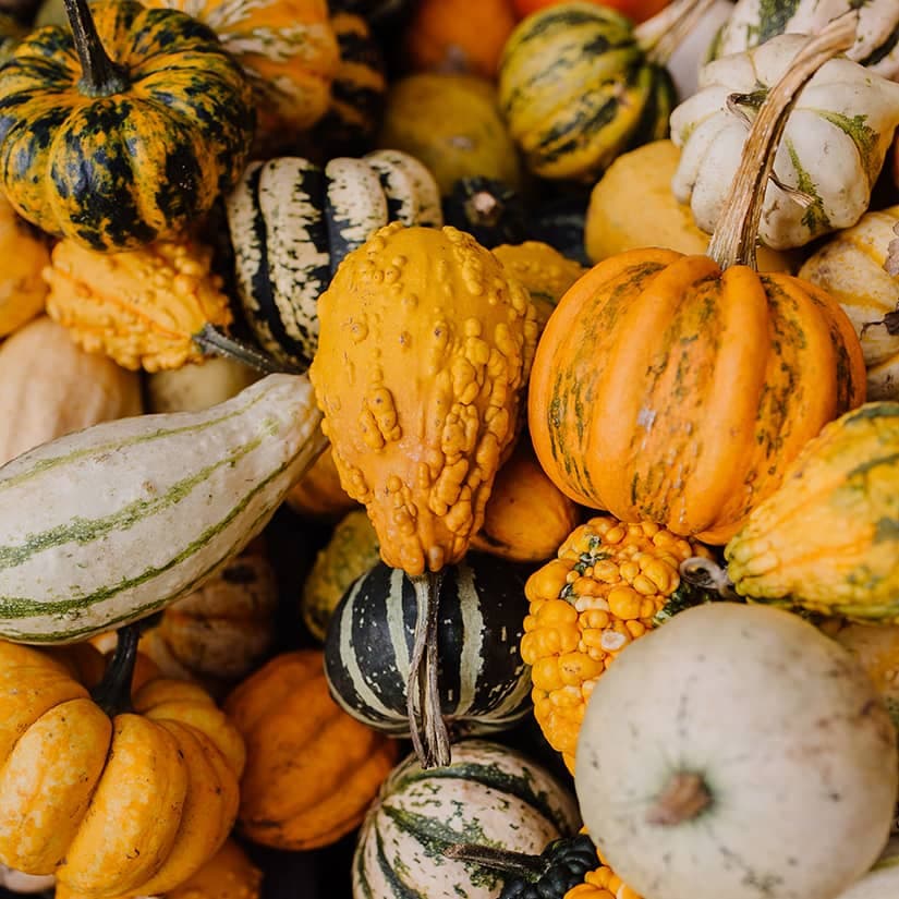 Les courges: on gagne à les redécouvrir