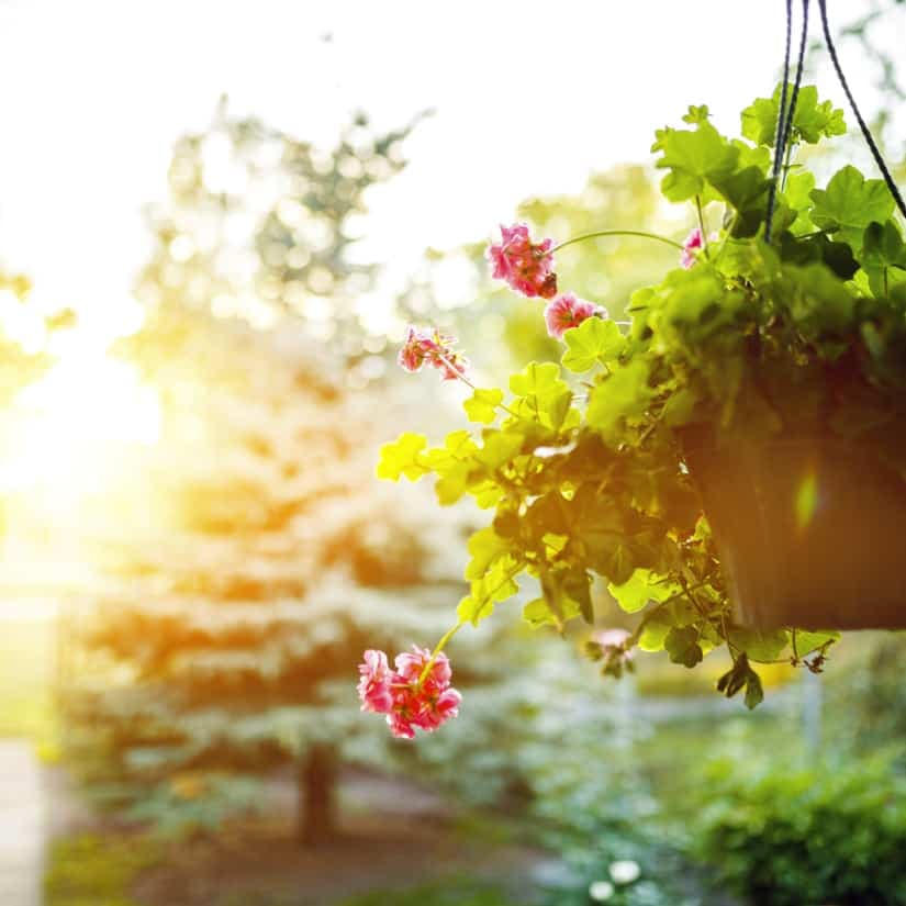 Comment composer de jolies jardinières