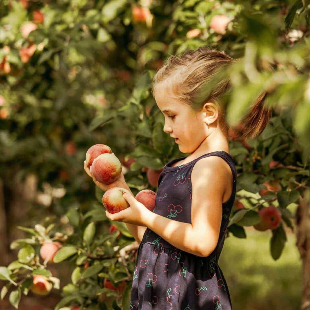 Cueillette de pommes en famille : 8 vergers jolis