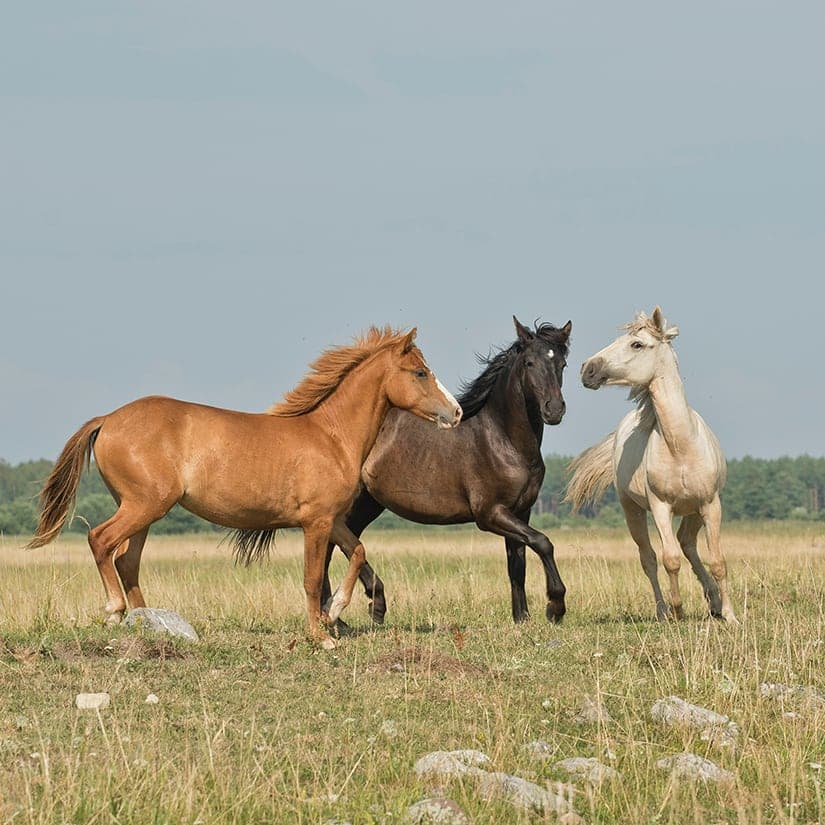 10 faits pour mieux connaître le cheval