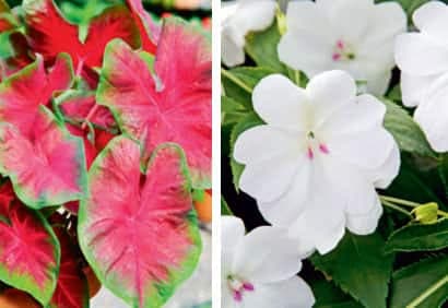 12 plantes pour les cours ombragées