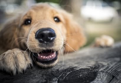 La bonne pension pour Fido