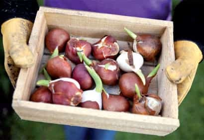 Jardinage: une lasagne de bulbes