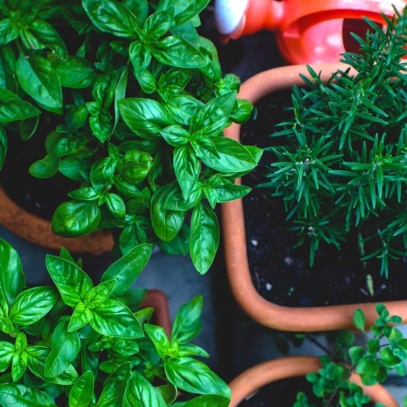 Cultivez des fines herbes dehors : 8 astuces