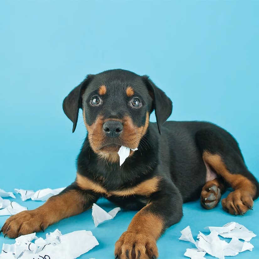 Mon animal mange n'importe quoi: Que faire?