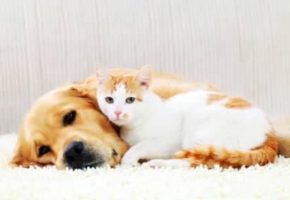 Le calendrier des vaccins pour nos animaux