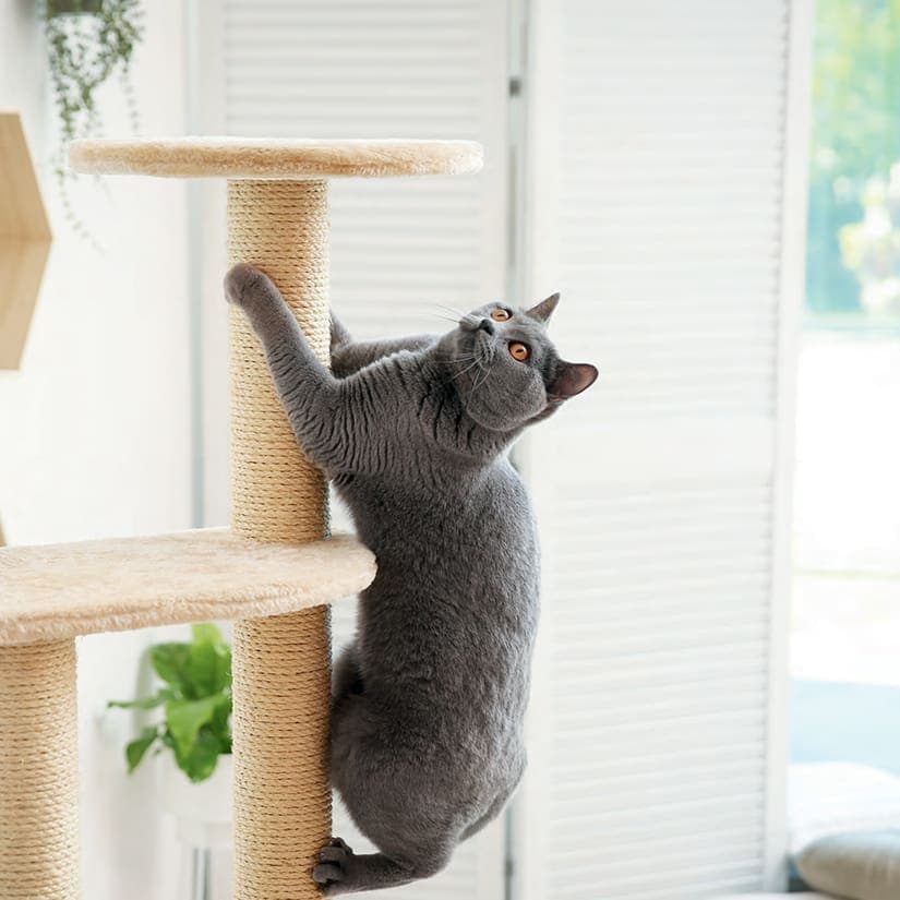 Tailler sécuritairement les griffes d'un animal