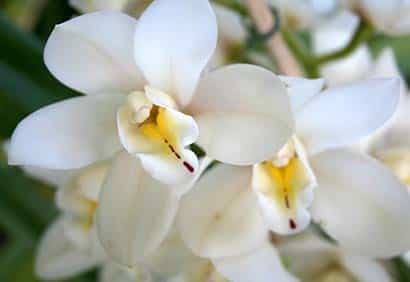 La culture des orchidées