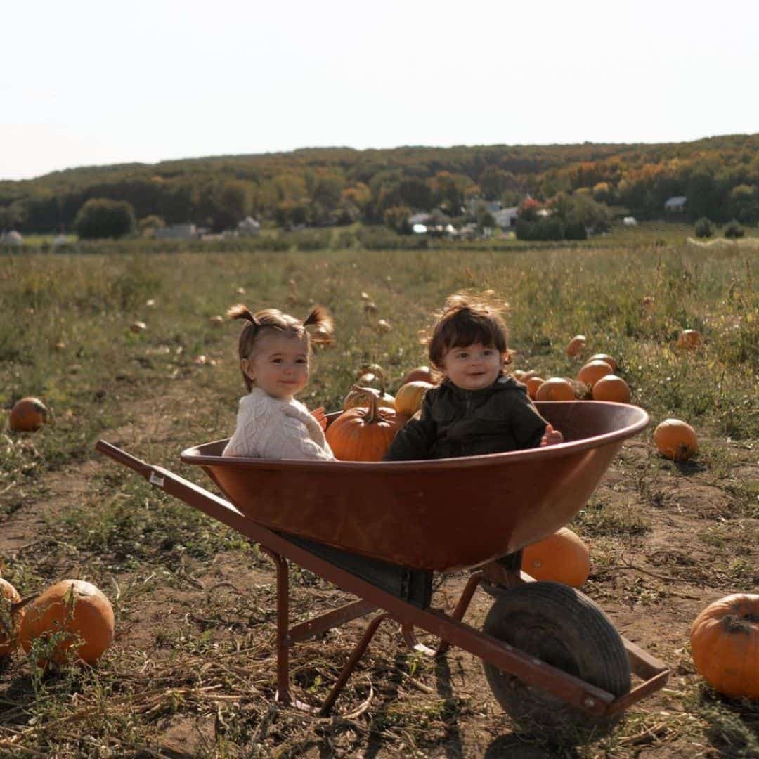 Courges à cueillir au Québec cet automne