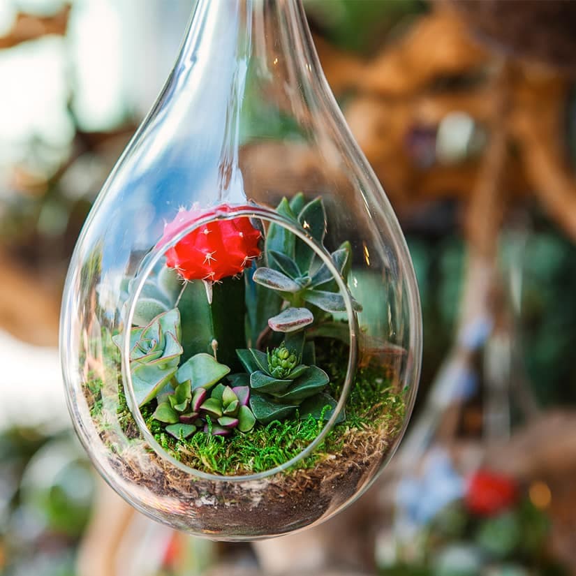 5 trucs pour entretenir un terrarium