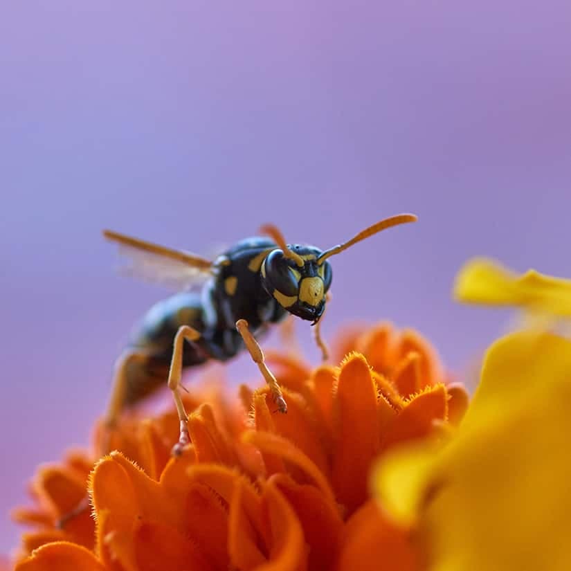 5 trucs pour éloigner les guêpes naturellement