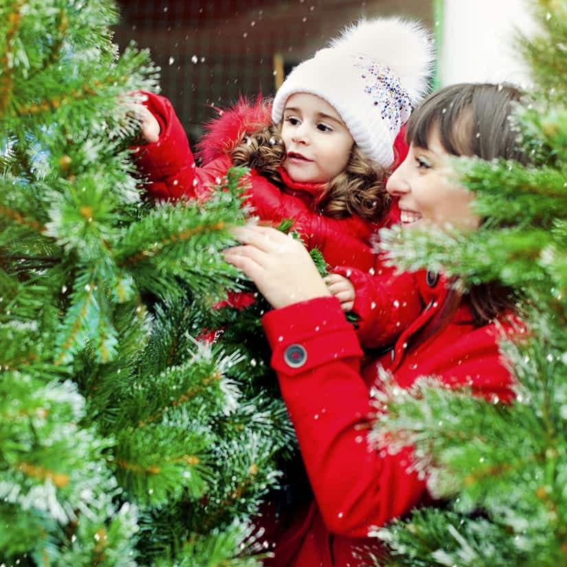 Comment bien choisir son sapin