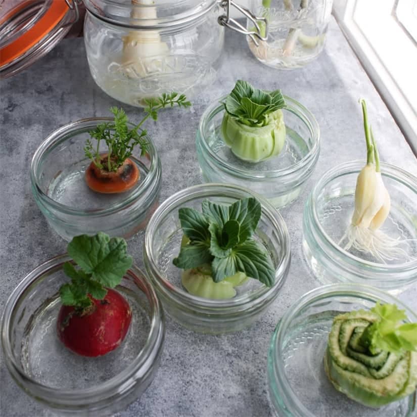 7 légumes qui repoussent de leurs restes