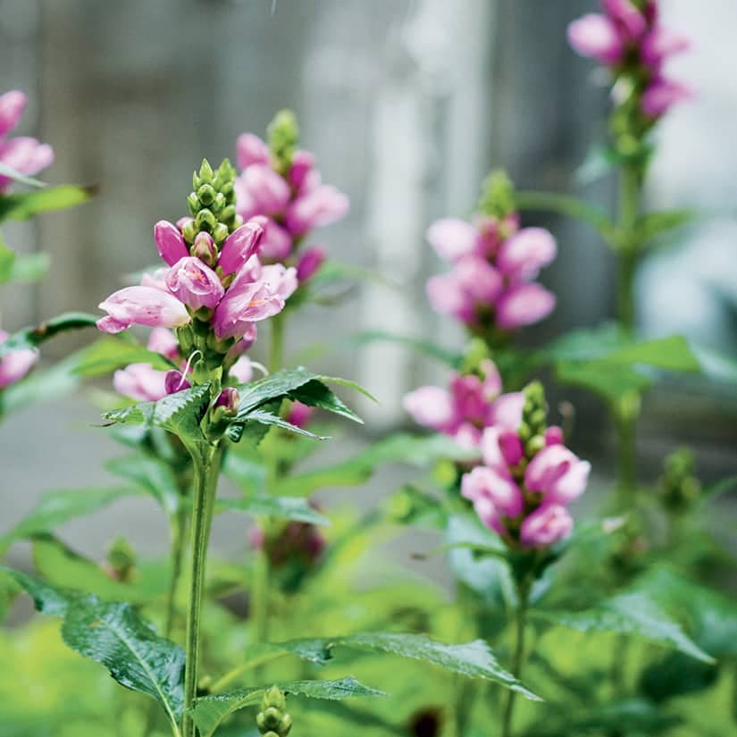 12 plantes qui fleurissent à l'automne