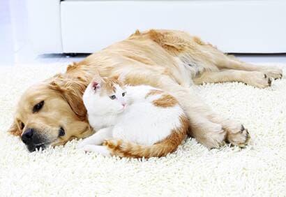 Apprivoiser mon chien avec mon chat en 5 trucs