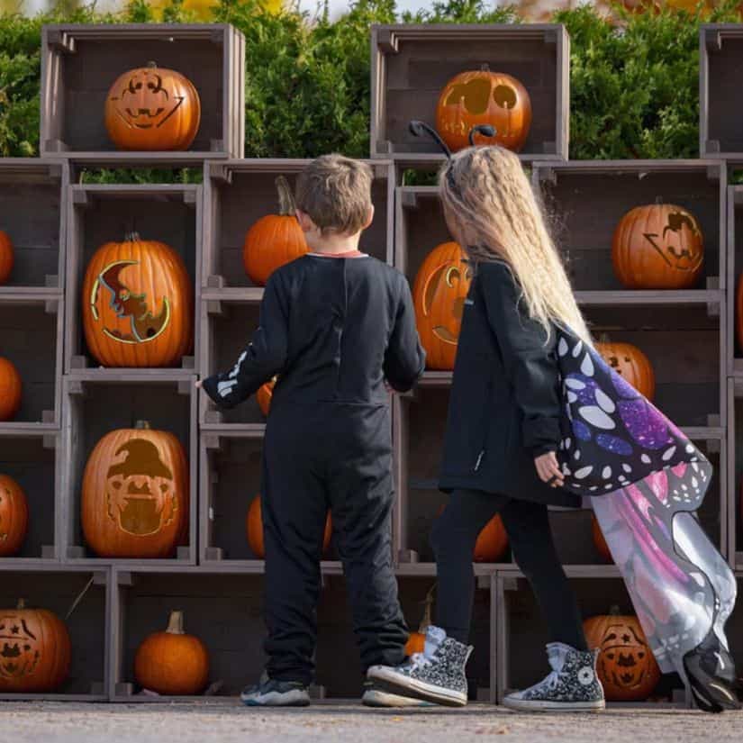 Halloween au zoo : expérience à vivre cet automne